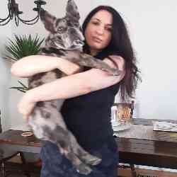 Single Armenian woman in Los Angeles, CA, United States